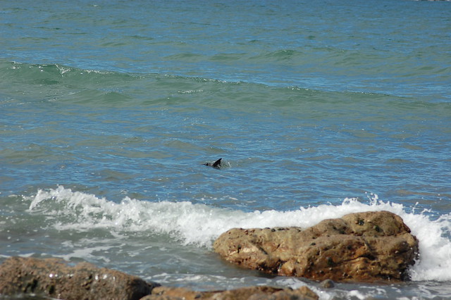 A seal fin in azure blue water
