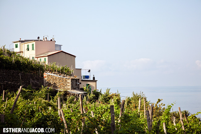 Wine and Vineyards in Corniglia | Cinque Terre Italy | Travel Photography