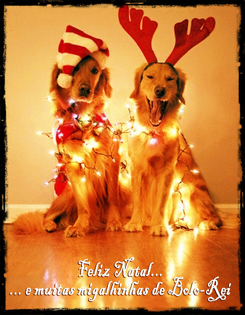 natal dogs