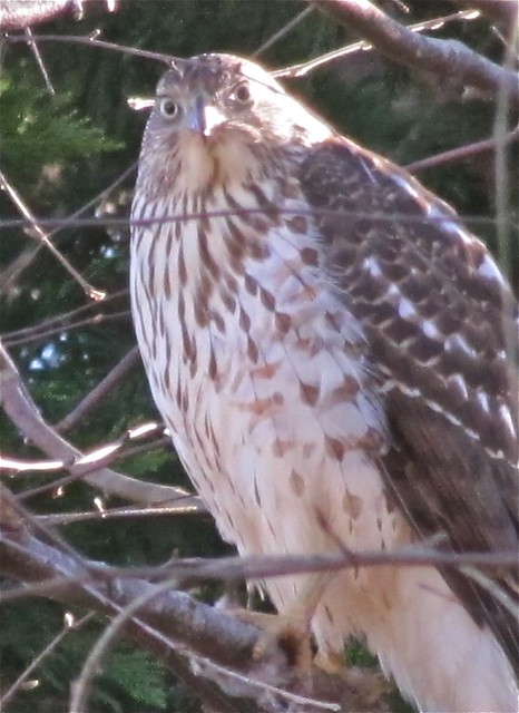 Cooper's Hawk at Lake Junaluska in Haywood County, NC 05