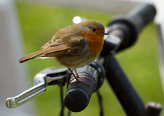 On your bike, Robin!
