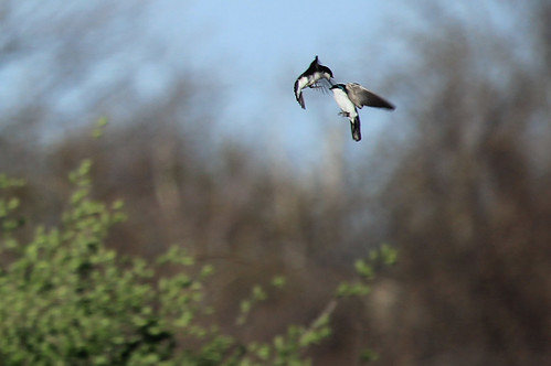 Tree Swallows (in fight)