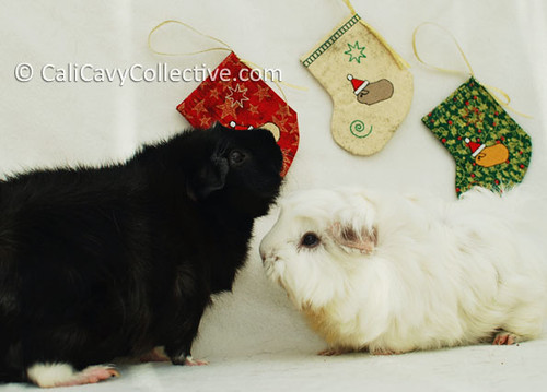 Guinea pigs Revy and Abby-Roo waiting for treats by their Christmas stockings