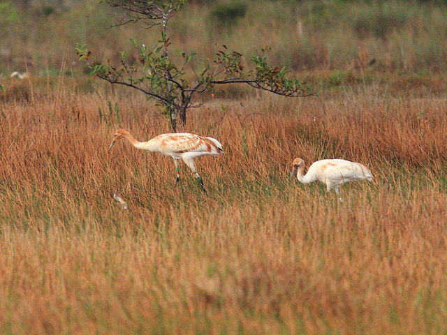 Whooping Cranes 2012 15 Cypress male and 13 Tussock female 20130106