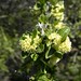 Tralhuen (Talguenea quinquinervia) - flores