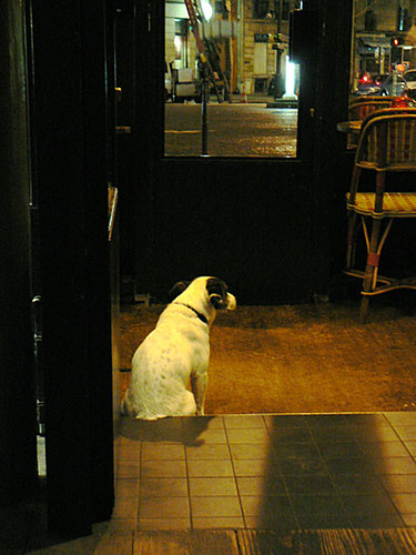 chien au grand café de la poste.jpg
