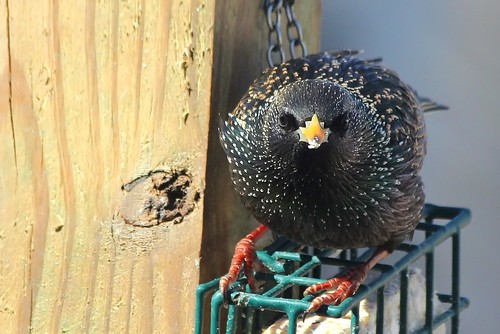 What are you lookin at? (European Starling)