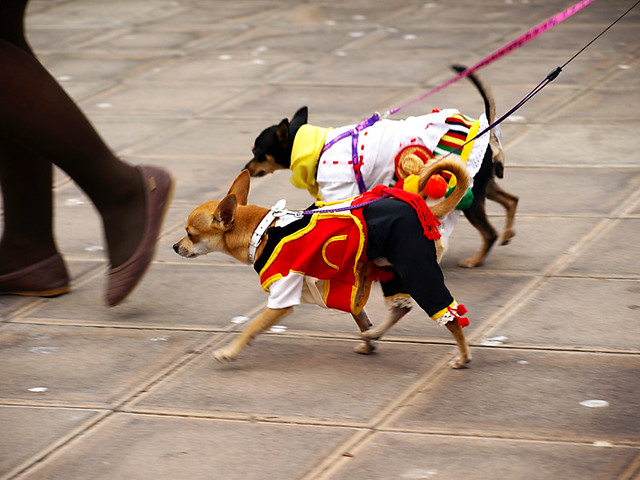 Dogs in Traditional Costume, San Abad, Buenavista del Norte, Tenerife