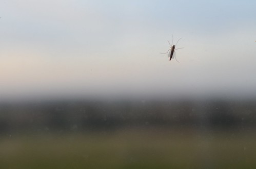 Day #29 - Mosquito