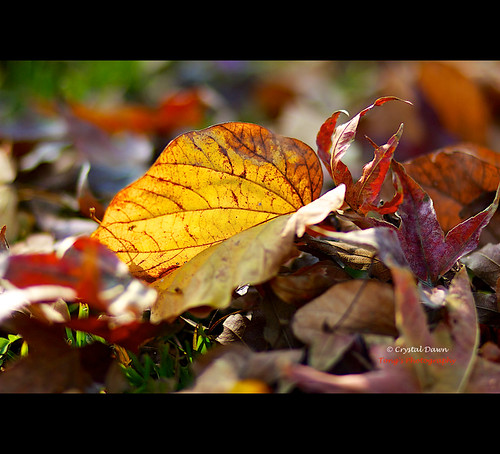 Fallen Leaves by © Crystal Dawn Photography