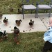 Playing with the ducks