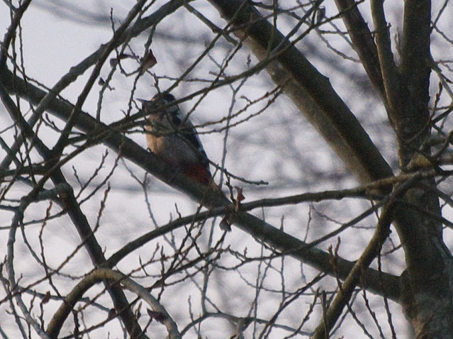 DSC_5217 Greater Spotted Woodpecker