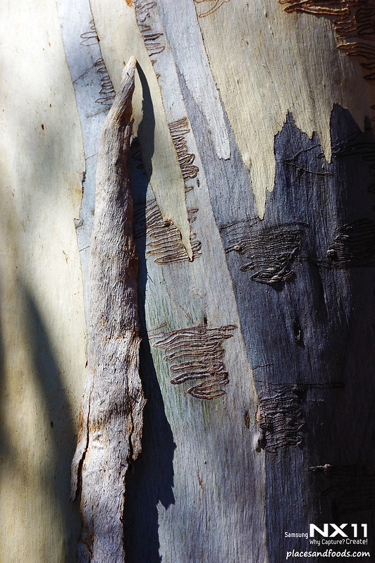 Freycinet beetle marks
