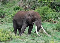 2007年12月，在坦尚尼亞阿魯沙（Arusha）的恩格龍格龍（Ngorongoro）保護區，一頭還有著巨大象牙，但數量稀少的非洲象。（Alain Poussnik 攝）
