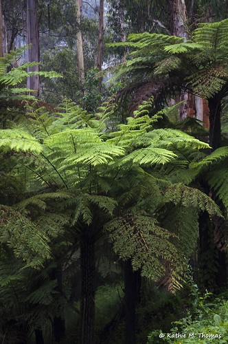 Ferntree in the forest
