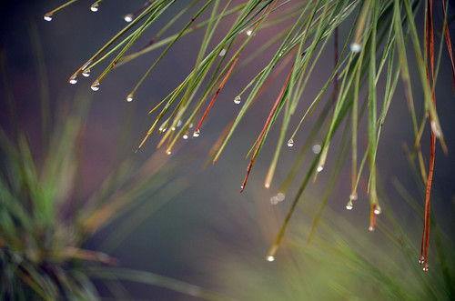 Raindrops on Pine needles by Jeka World Photography