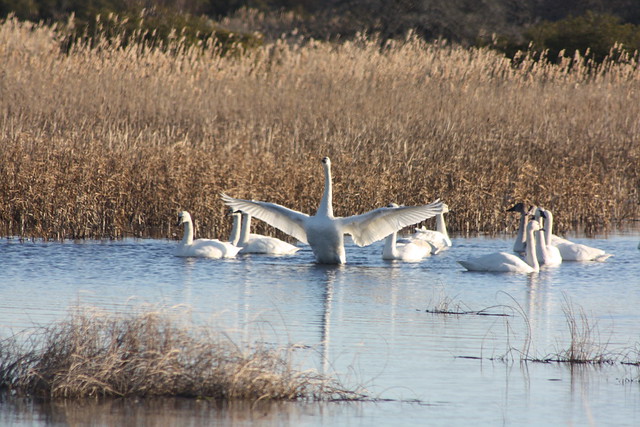 Tundra Swans stretching their wings