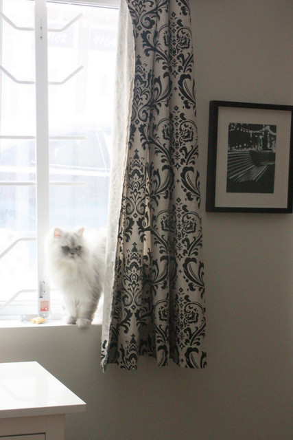Gossamer  the cat on the bedroom window
