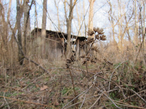ruin and weeds