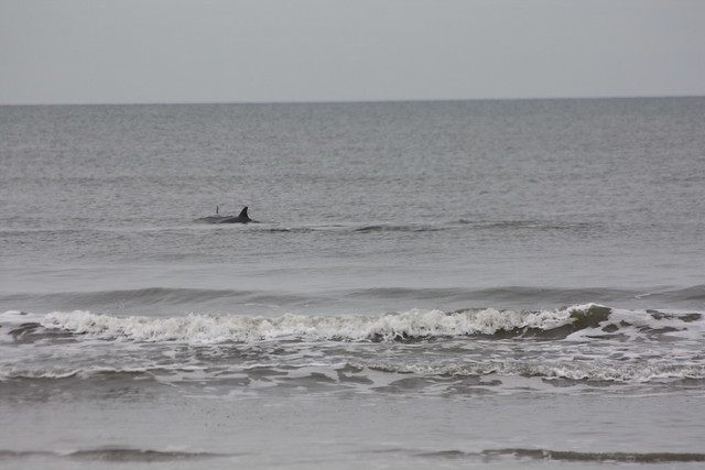 Dolphins often frolick off the coast of First Landing State Park