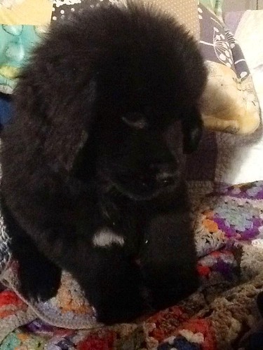 Daisy the Newfie Pup