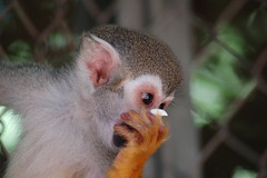 Totenkopfäffchen - Squirrel Monkey