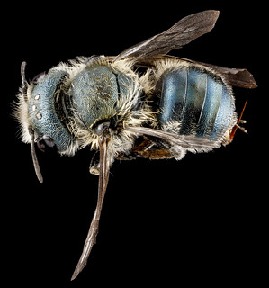Osmia sandersoneae, F, back, Tennessee, Blount County_2013-02-01-15.31.36 ZS PMax