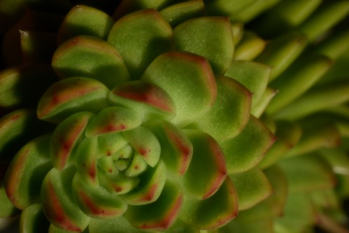 Echeveria agavoides hybrid by 100-yearstolive