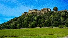 Stirling Castle and Cows
