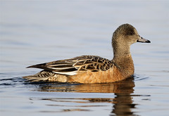 Waterfowl (Duck's Geese & Swan's)
