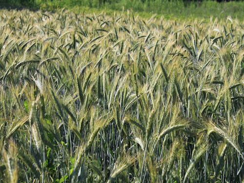 Wheat-Field-Green-Ears_Summer-June__IMG_0580 by Public Domain Photos