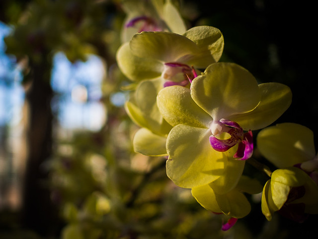 Olympus 17mm f/1.8 Test: Late Afternoon Orchid