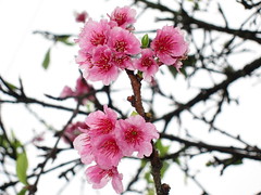 02.10.13 Cherry Blossoms and Wahiawa Botanical Garden