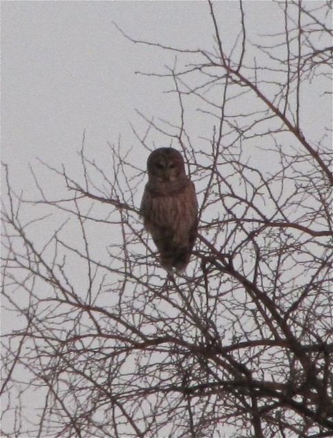 Barred Owl in Downs, IL 02