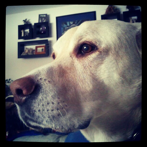 SittingThisCloseToMommy  #love #bigdog #sniffer #dogstagram #dogs