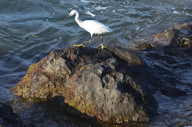 Egret, Puerto de la Cruz, Tenerife