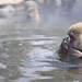 Snow monkey in self-grooming session