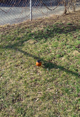 First robin of the year