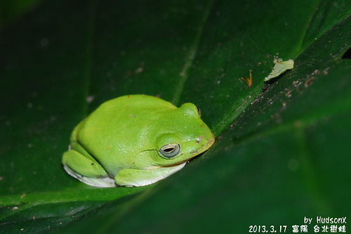 台北樹蛙(3)