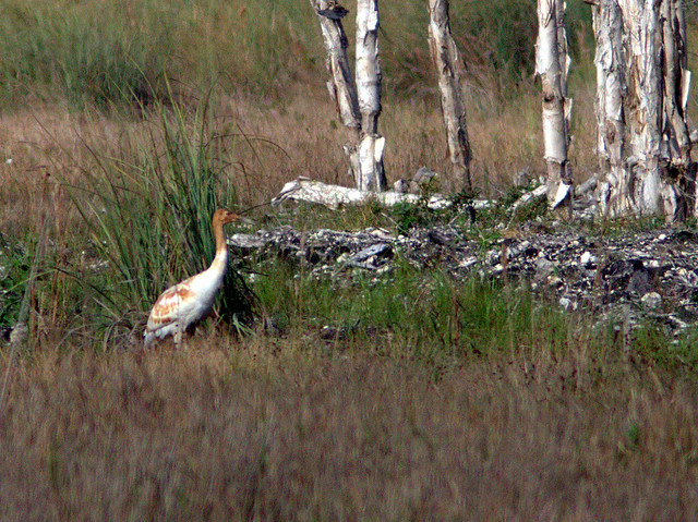 Whooping Crane 2012-15 male Cypress 20130107