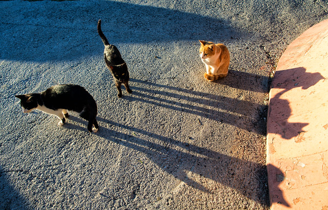 Three Andalusian Cats
