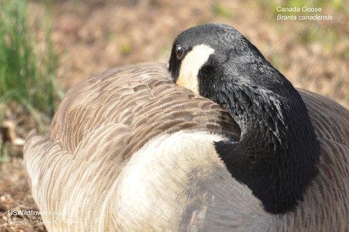 Canada Goose - Branta canadensis by USWildflowers, on Flickr