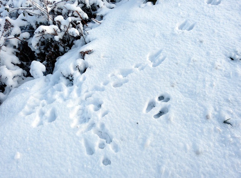 29196 - Snow Tracks, Rabbit