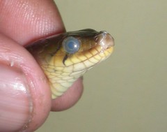 蛇的透明眼膜(引用自維基百科)