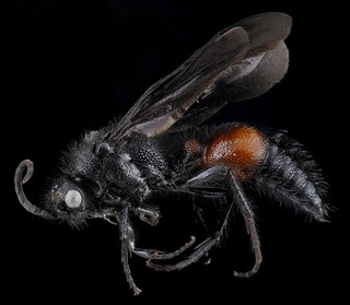 Mutillid Wasp, male, side, Georgia, Camden County_2013-02-08-16.48.46 ZS PMax