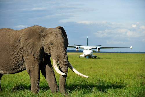 Elefant och air strip