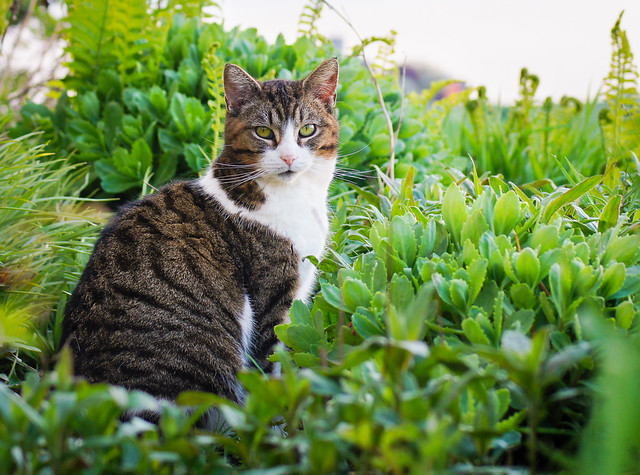 Cat, Kitty, Garden