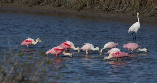 Roseate Spoonbills and Great Egret