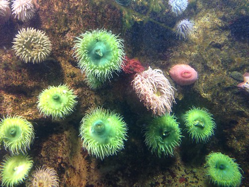 Anemones! by gmwnet