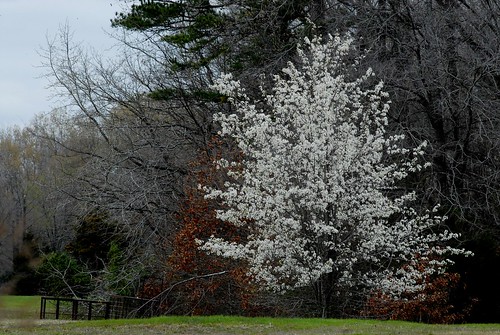 The White Tree